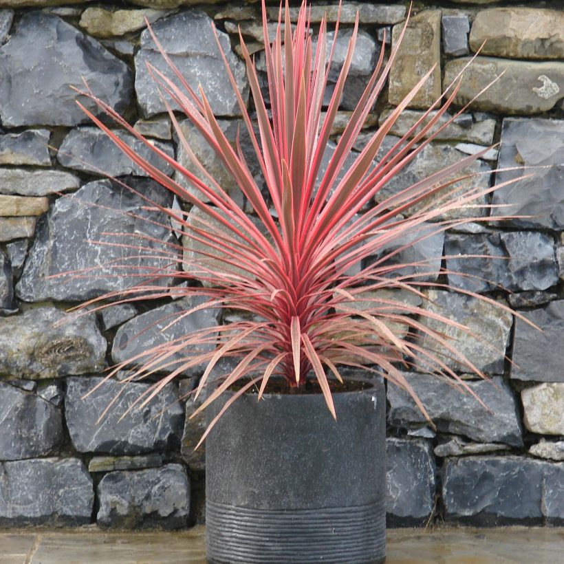 Cordyline australis Charlie boy - Keulenlilie (Wuchs)