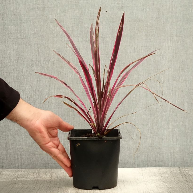 Exemplar von Cordyline Paso Doble - Cordyline australe Pot de 1,5L/2L wie im Herbst geliefert