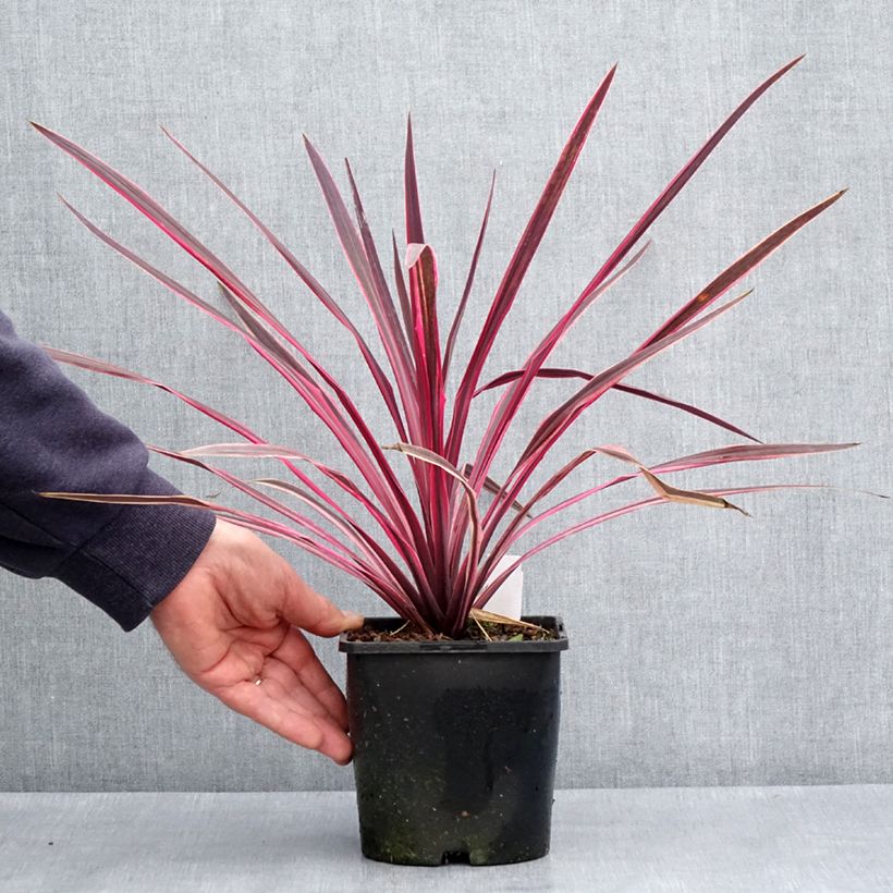 Example of Cordyline Paso Doble - Keulenlilie Topf mit 1,5L/2L as you get in printemps