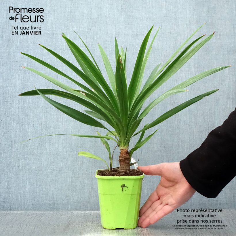Exemplar von Cordyline Ti Tawhiti Pot de 1L/1,5L wie im Winter geliefert