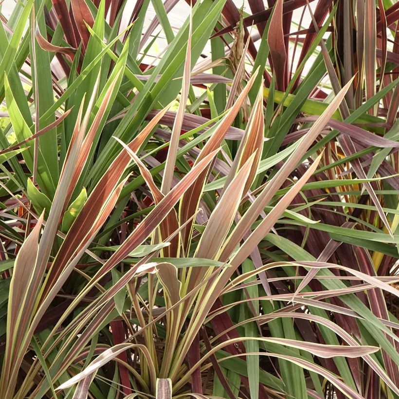 Cordyline trio pot déco Black Knight/Electric Flash/Peko (Laub)