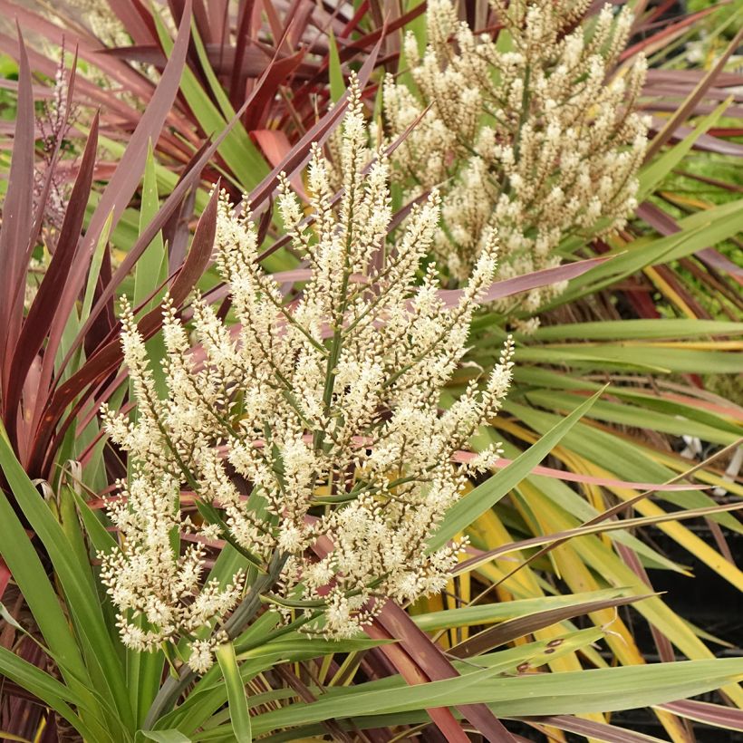 Cordyline trio pot déco Black Knight/Electric Flash/Peko (Blüte)