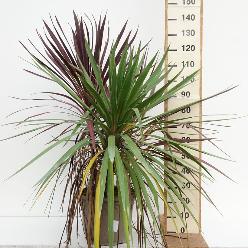 Exemplar von Cordyline trio pot déco Black Knight/Electric Flash/Peko Topf mit 20L/25L wie im Herbst geliefert