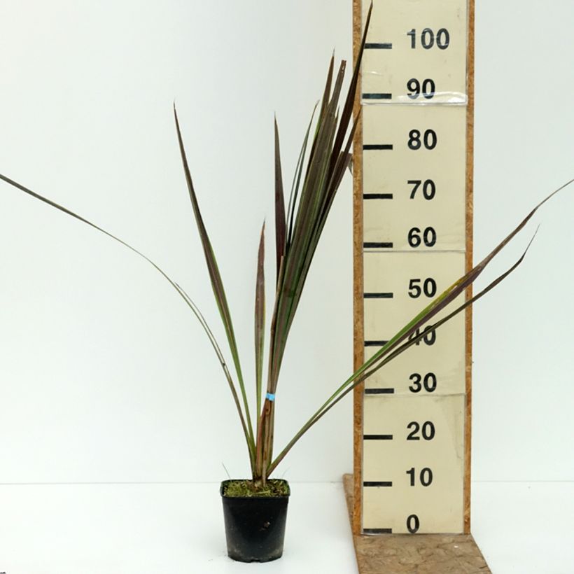 Exemplar von Cordyline banksii Electric Star - Keulenlilie Topf mit 1,5L/2L wie im Sommer geliefert