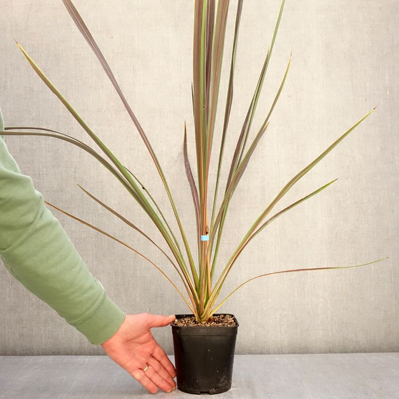 Example of Cordyline banksii Electric Star - Keulenlilie Topf mit 1,5L/2L as you get in hiver
