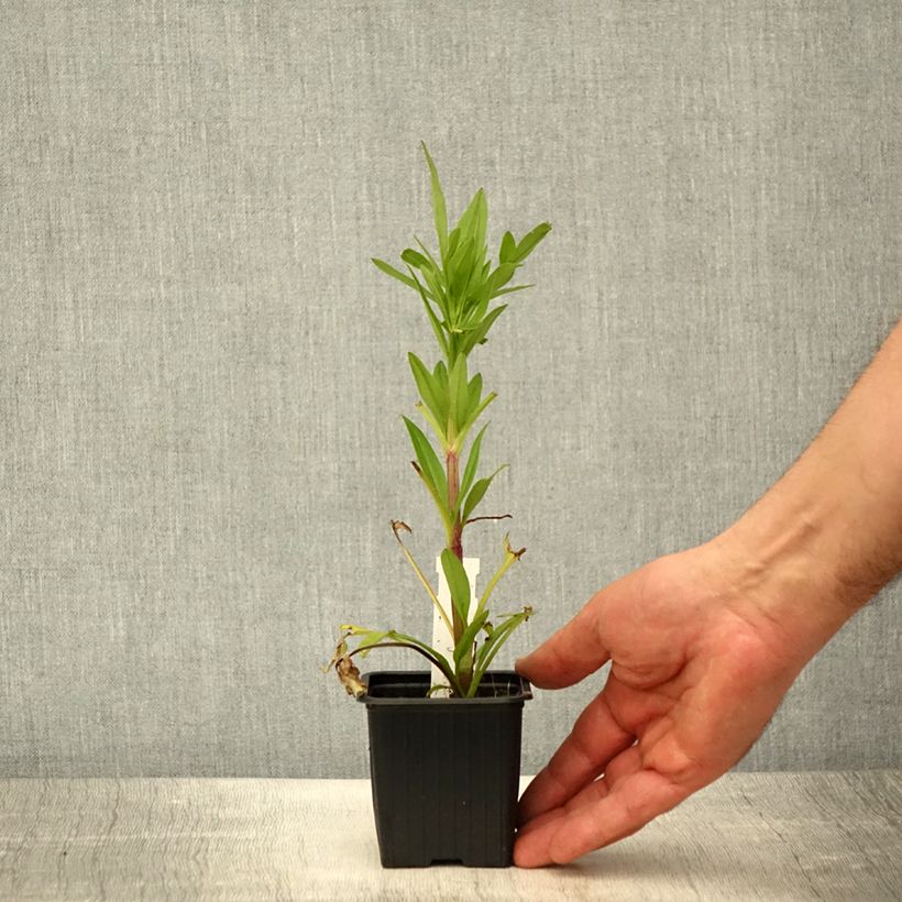 Exemplar von Großblumige Mädchenauge Badengold - Coreopsis grandiflora Kleine Töpfe von 8/9 cm wie im Frühjahr geliefert