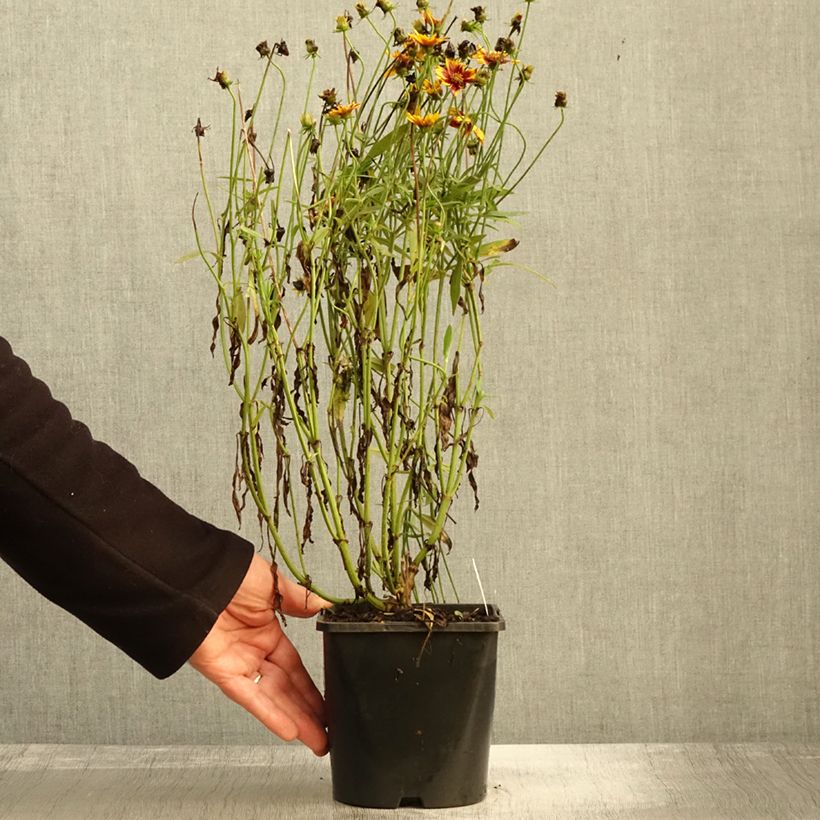 Exemplar von Großblumige Mädchenauge Golden Stardust - Coreopsis grandiflora Topf mit 1,5L/2L wie im Herbst geliefert