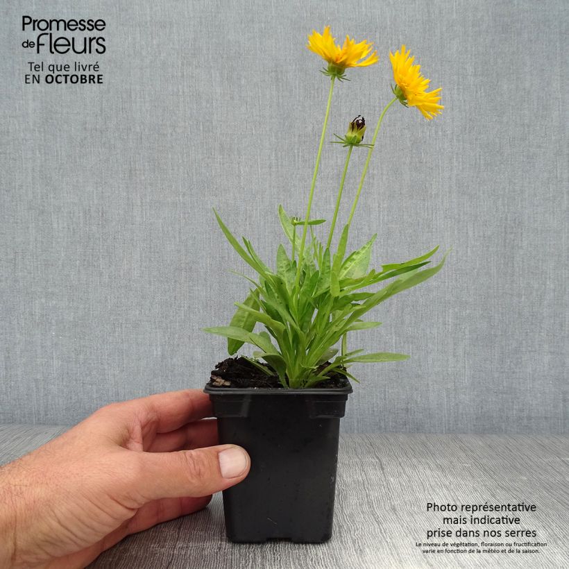 Exemplar von Großblumige Mädchenauge Louis d'Or - Coreopsis grandiflora Kleine Töpfe von 7/8 cm wie im Herbst geliefert