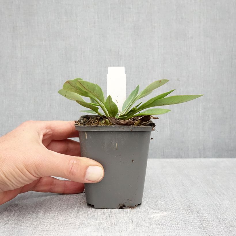 Exemplar von Großblumige Mädchenauge Solar Fancy - Coreopsis grandiflora Kleine Töpfe von 7/8 cm wie im Herbst geliefert