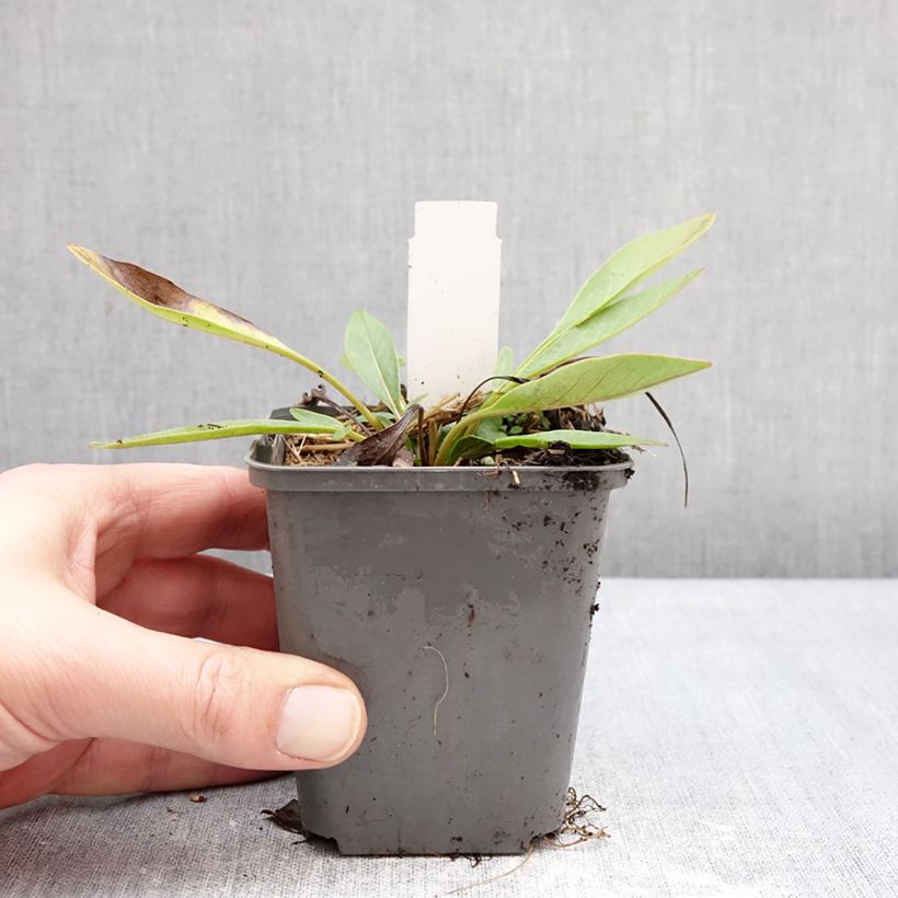 Exemplar von Großblumige Mädchenauge Solar Fancy - Coreopsis grandiflora Kleine Töpfe von 7/8 cm wie im Winter geliefert