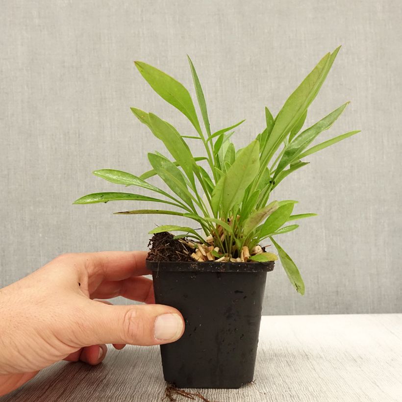 Exemplar von Zwergiges Mädchenauge Baby Gold - Coreopsis lanceolata Kleine Töpfe von 8/9 cm wie im Herbst geliefert