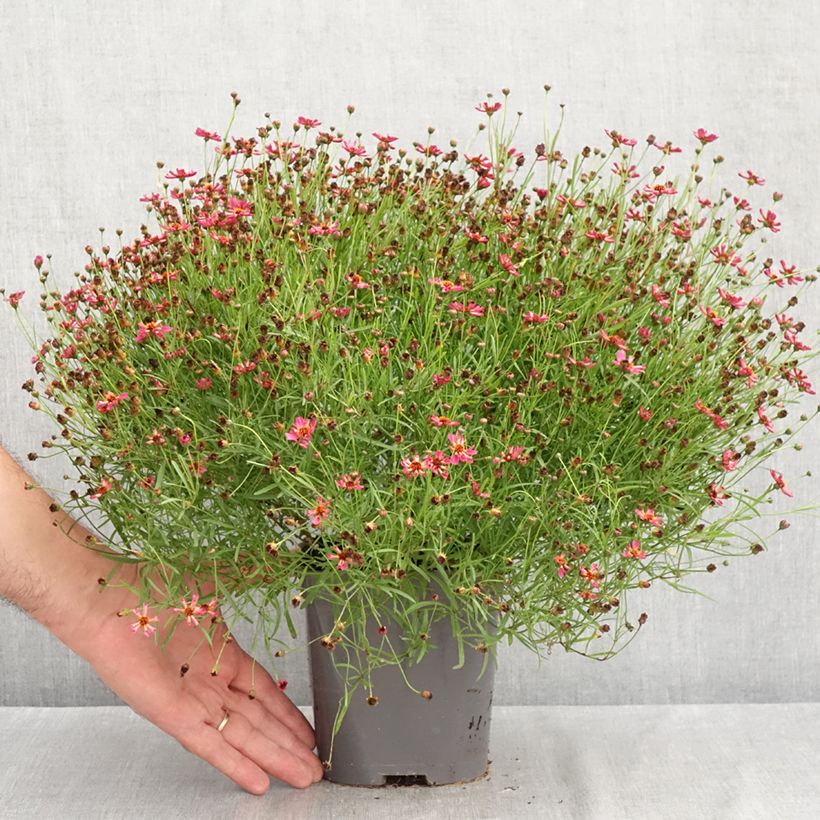 Exemplar von Mädchenauge Limerock Passion - Coreopsis Topf mit 2L/3L wie im Sommer geliefert
