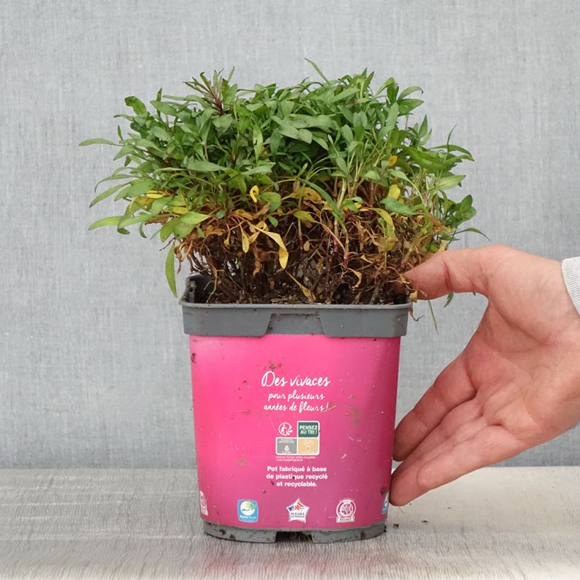 Example of Mädchenauge Limerock Passion - Coreopsis Topf mit 2L/3L as you get in printemps