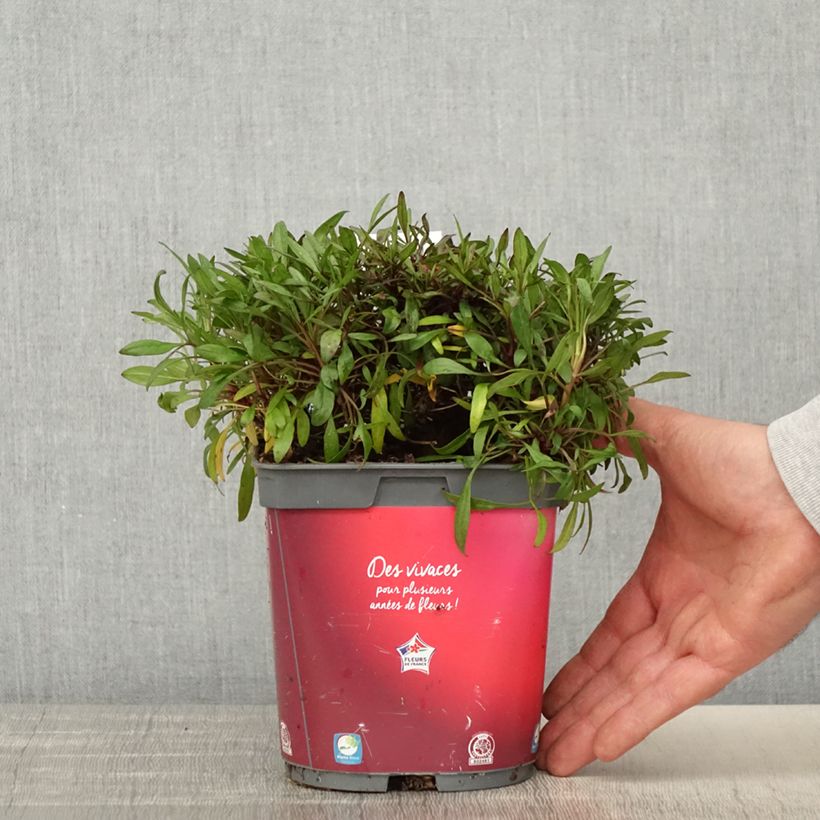 Exemplar von Mädchenauge Limerock ruby - Coreopsis rosea Topf mit 2L/3L wie im Frühjahr geliefert