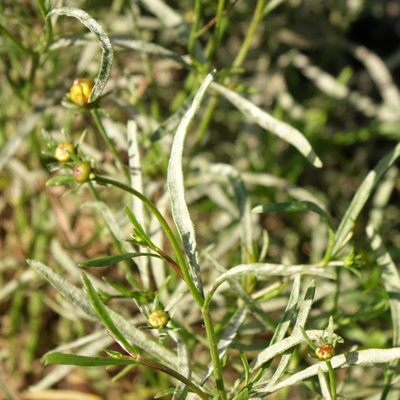 Mädchenauge Madras Magic - Coreopsis (Laub)