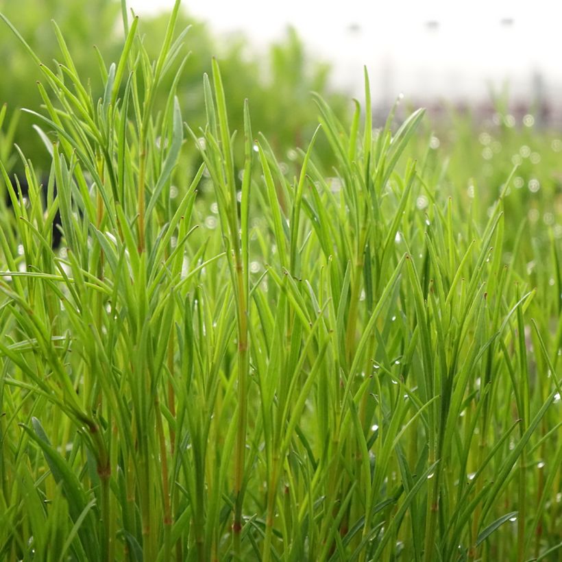 Mädchenauge Nana - Coreopsis rosea (Laub)