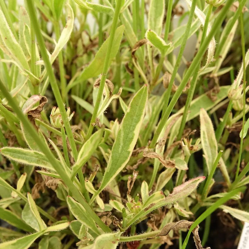 Großblumige Mädchenauge Tequila Sunrise - Coreopsis grandiflora (Foliage)