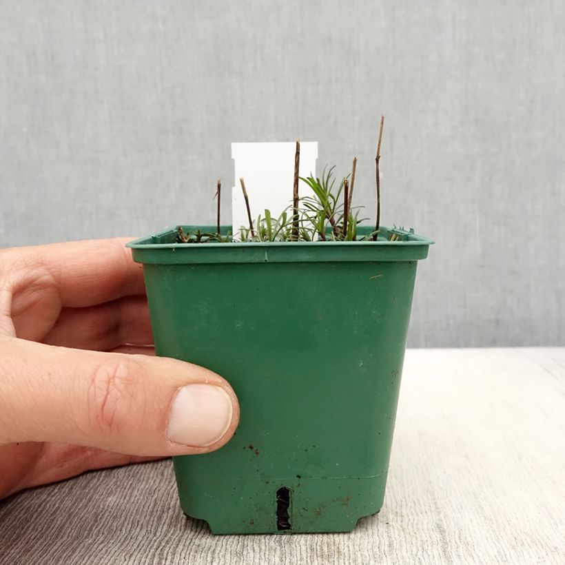 Example of Mädchenauge Sunbeam - Coreopsis verticillata Kleine Töpfe von 8/9 cm as you get in printemps