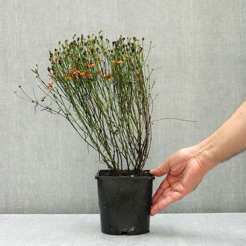 Exemplar von Mädchenauge Ladybird - Coreopsis verticillata Topf mit 1,5L/2L wie im Sommer geliefert