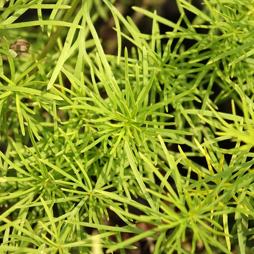 Mädchenauge Zagreb - Coreopsis verticillata (Foliage)