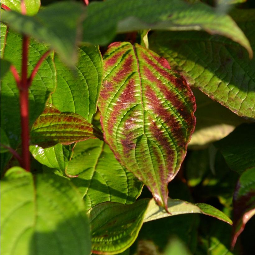 Cornus alba Siberian Pearls - Tatarischer Hartriegel (Foliage)