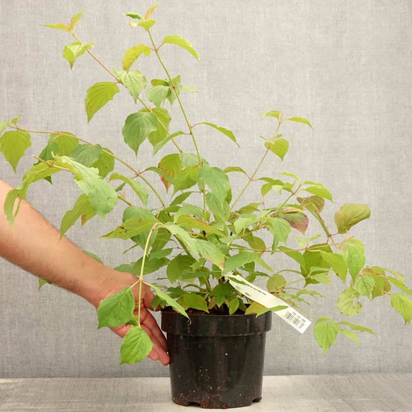 Exemplar von Roter Hartriegel Anny's Winter Orange - Cornus sanguinea Topf mit 2L/3L wie im Sommer geliefert