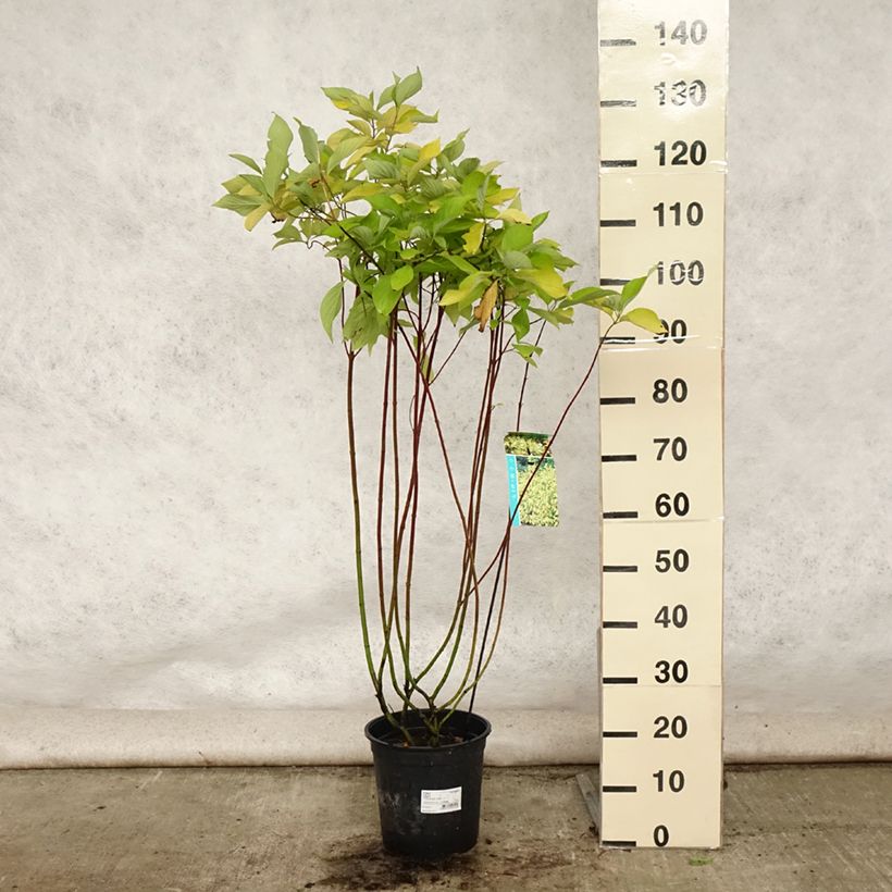 Exemplar von Cornus alba Aurea - Tatarischer Hartriegel Topf mit 7,5L/10L wie im Sommer geliefert