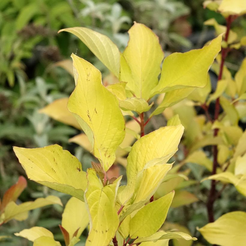 Cornus alba Aurea - Tatarischer Hartriegel (Foliage)