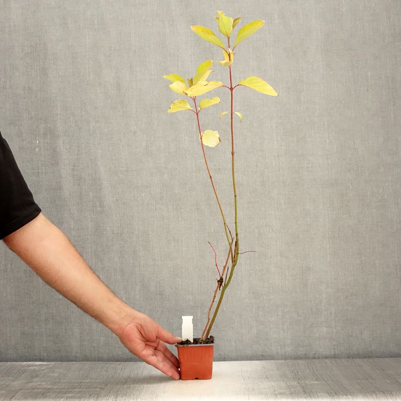 Exemplar von Cornus alba Aurea - Tatarischer Hartriegel Kleine Töpfe von 8/9 cm wie im Sommer geliefert
