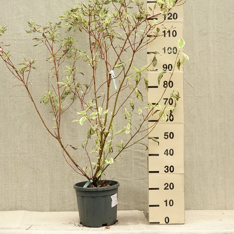 Exemplar von Cornus alba Elegantissima - Tatarischer Hartriegel Topf mit 7,5L/10L wie im Sommer geliefert