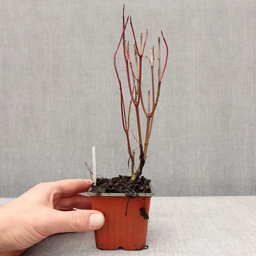 Exemplar von Cornus alba Elegantissima - Cornouiller blanc panaché Godet de 8/9 cm wie im Winter geliefert