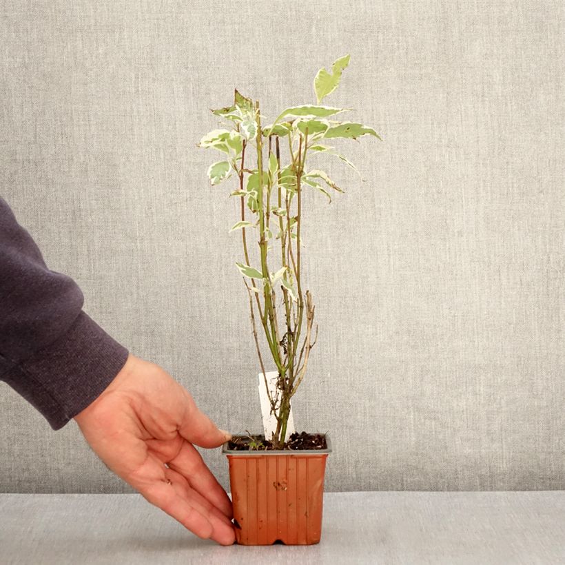 Example of Cornus alba Elegantissima - Tatarischer Hartriegel Kleine Töpfe von 8/9 cm as you get in printemps