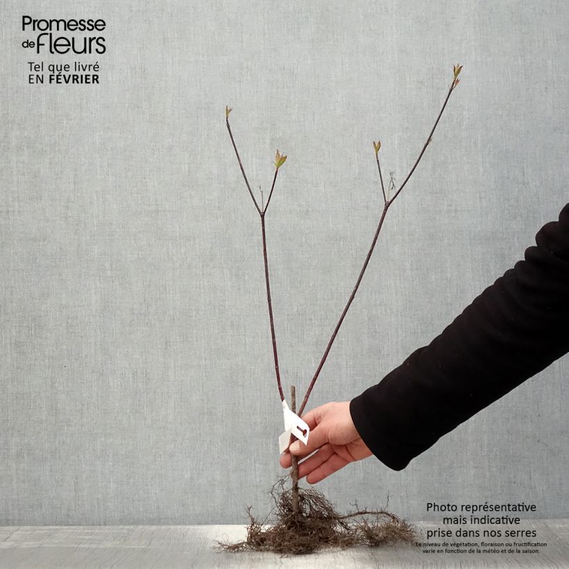 Exemplar von Cornus alba Kesselringii - Tatarischer Hartriegel Wurzelnackt, Strauch wie im Winter geliefert