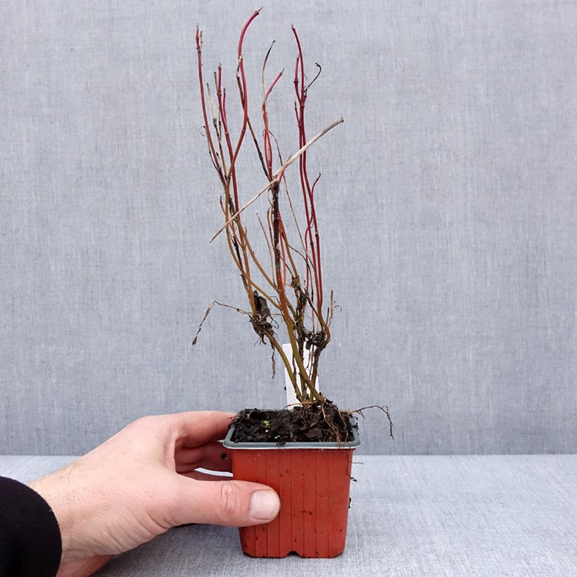 Exemplar von Cornus alba Neon Burst - Cornouiller blanc Godet de 8/9 cm wie im Winter geliefert