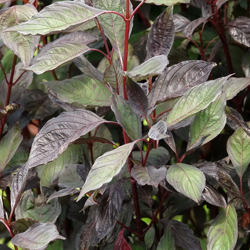 Cornus alba Nightfall - Tatarischer Hartriegel (Laub)