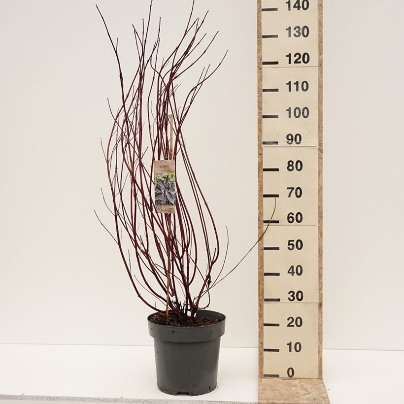 Exemplar von Cornus alba Nightfall - Cornouiller blanc Pot de 12L/15L wie im Winter geliefert