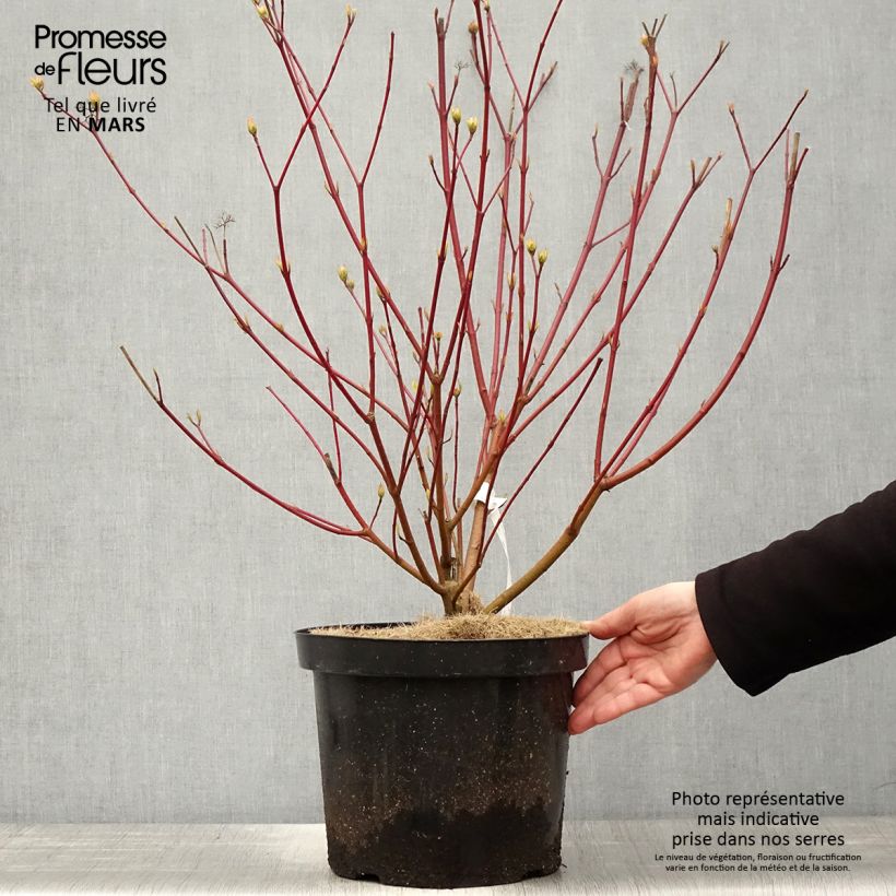 Example of Cornus alba Siberian Pearls - Tatarischer Hartriegel Topf mit 7,5L/10L as you get in printemps