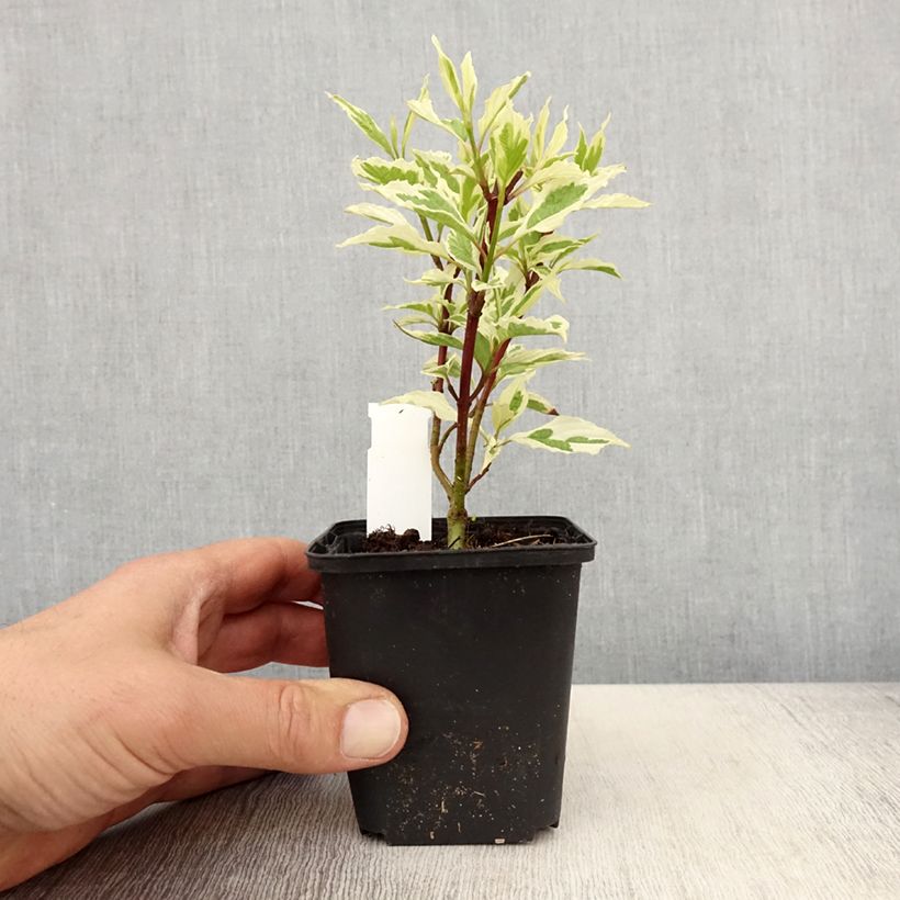 Example of Cornus alba Sibirica Variegata - Tatarischer Hartriegel Kleine Töpfe von 8/9 cm as you get in printemps