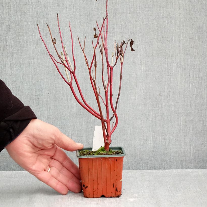 Exemplar von Cornus alba Spaethii - Tatarischer Hartriegel Kleine Töpfe von 8/9 cm wie im Herbst geliefert