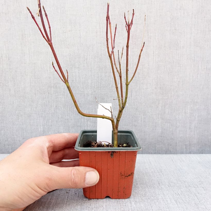 Exemplar von Cornus alba Spaethii - Cornouiller blanc à feuillage panaché Godet de 8/9 cm wie im Winter geliefert