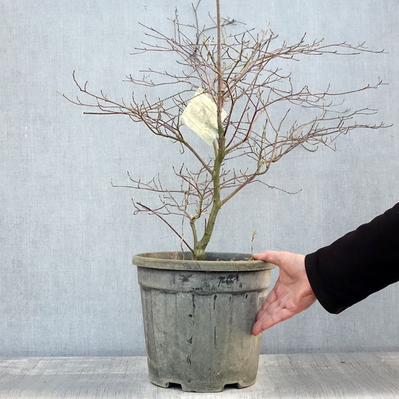 Exemplar von Cornus alternifolia Argentea - Wechselblättriger Hartriegel Topf mit 12L/15L wie im Herbst geliefert