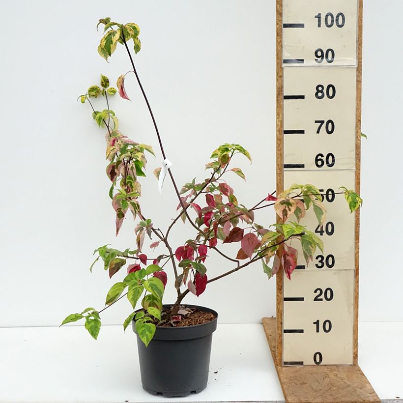 Exemplar von Cornus alternifolia Golden Shadows - Wechselblättriger Hartriegel Topf mit 4L/5L wie im Herbst geliefert