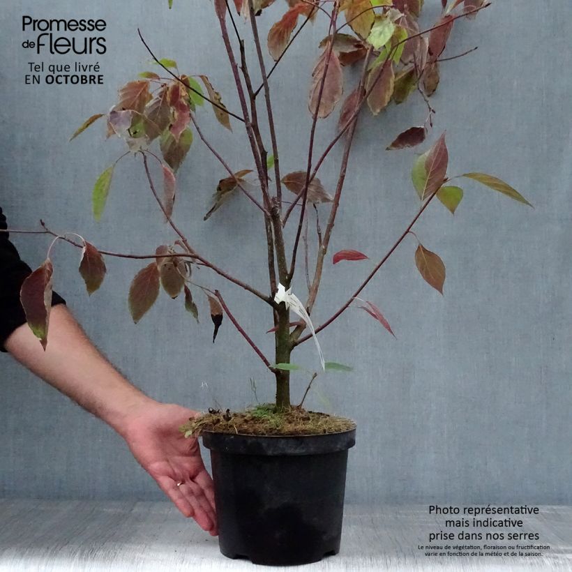 Exemplar von Benthams Hartriegel - Cornus controversa Topf mit 4L/5L wie im Herbst geliefert