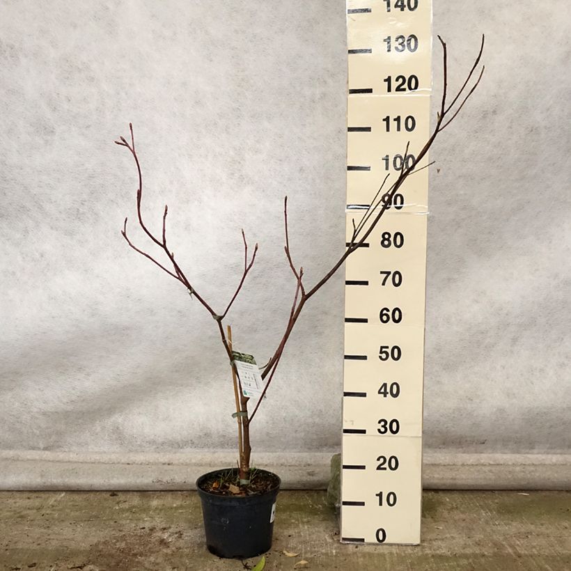 Exemplar von Benthams Hartriegel Marginata Nord - Cornus controversa Topf mit 4L/5L wie im Herbst geliefert