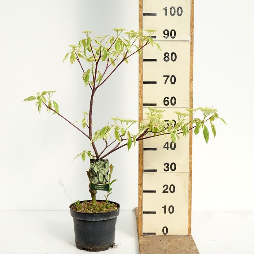 Exemplar von Benthams Hartriegel Marginata Nord - Cornus controversa Topf mit 4L/5L wie im Frühjahr geliefert