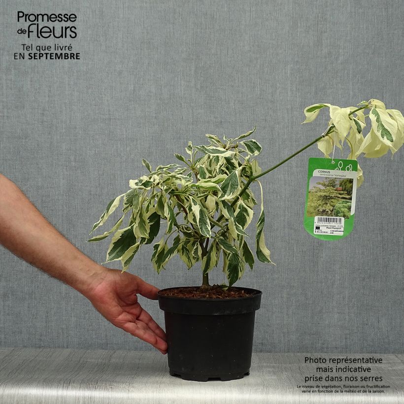 Exemplar von Benthams Hartriegel Variegata - Cornus controversa Topf mit 4L/5L wie im Herbst geliefert