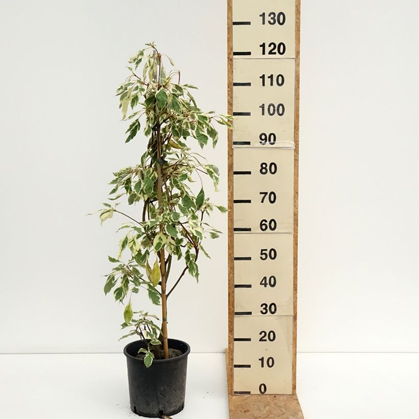 Exemplar von Benthams Hartriegel Variegata - Cornus controversa Topf mit 7,5L/10L wie im Sommer geliefert