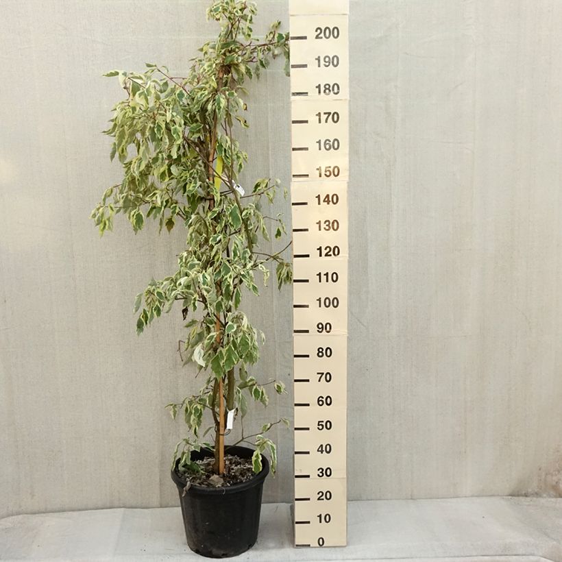 Exemplar von Cornus controversa Variegata - Cornouiller des Pagodes panaché Pot de 50L/55L wie im Herbst geliefert