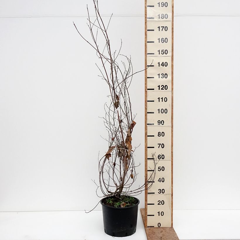 Exemplar von Amerikanischer Blumen-Hartriegel - Cornus florida Topf mit 18L/20L wie im Winter geliefert