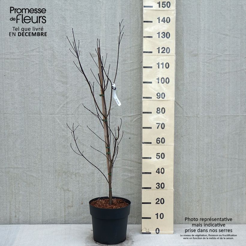 Exemplar von Amerikanischer Blumen-Hartriegel - Cornus florida Topf mit 7,5L/10L wie im Herbst geliefert
